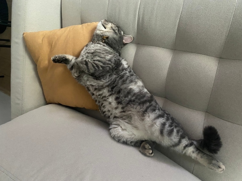 British Longhair, Kedi  Thor fotoğrafı