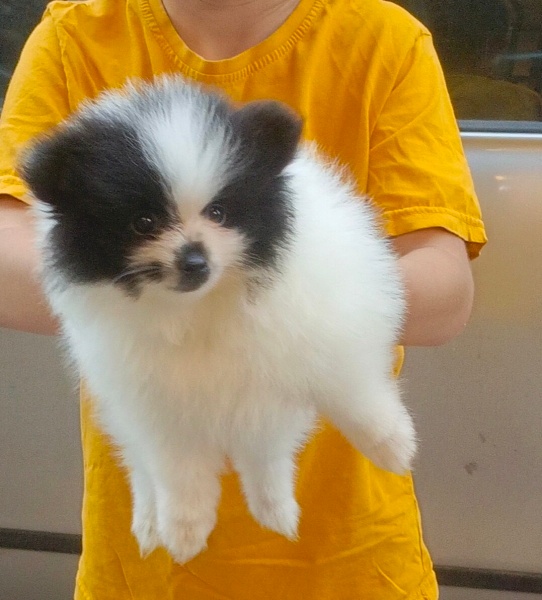 Pomeranyalı, Köpek  Gece fotoğrafı