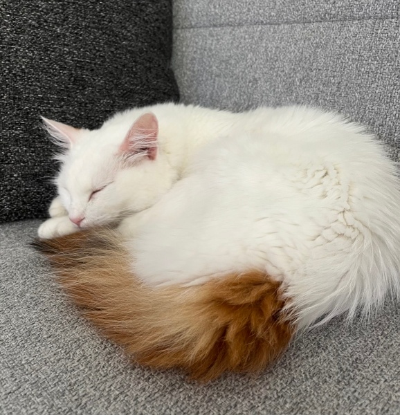 Ankara Kedisi, Kedi  Miya fotoğrafı