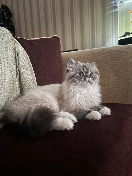 İran Kedisi (Persian), Kedi  Cesur fotoğrafı