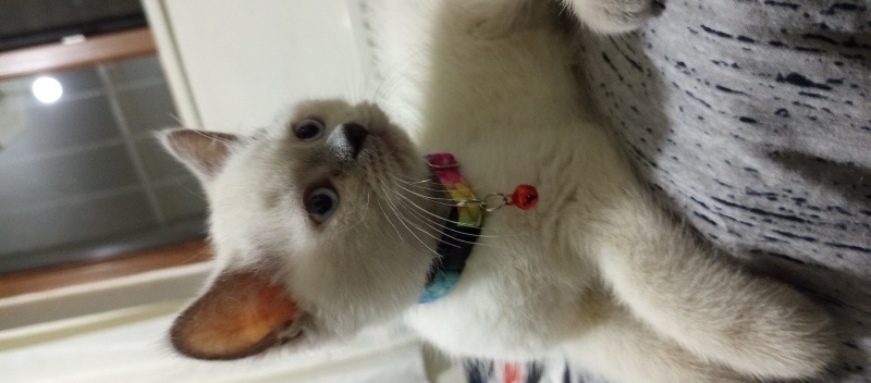 Colorpoint Shorthair, Kedi  Prens Pars fotoğrafı