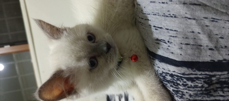 Colorpoint Shorthair, Kedi  Prens Pars fotoğrafı