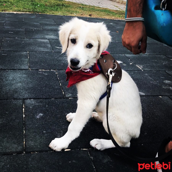 Golden Retriever, Köpek  Sushi fotoğrafı