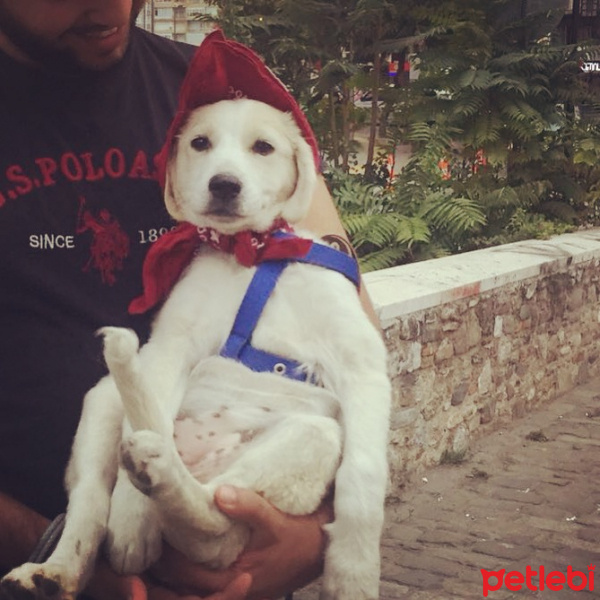 Golden Retriever, Köpek  Sushi fotoğrafı