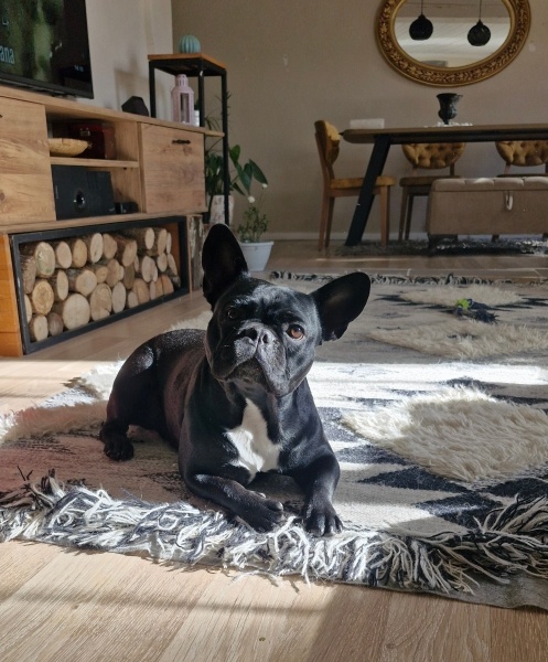 Fransız Bulldog, Köpek  Carlos fotoğrafı