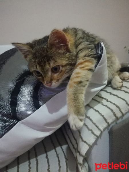Tekir Kedi, Kedi  Şeker  fotoğrafı
