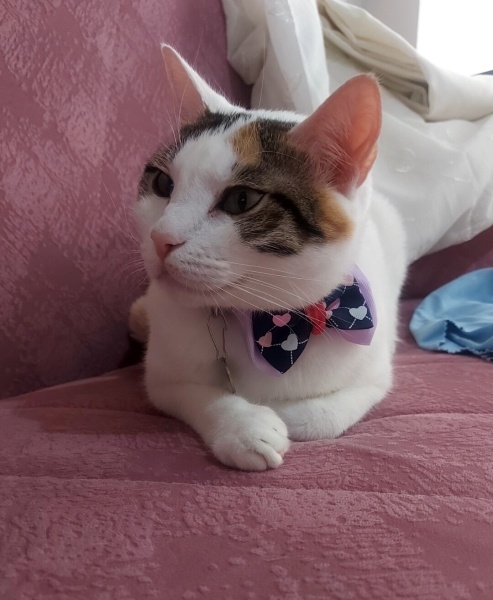 Tekir Kedi, Kedi  Şanslı fotoğrafı