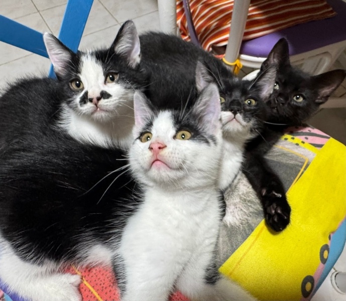 Tuxedo (Smokin) Kedi, Kedi  Süslü fotoğrafı