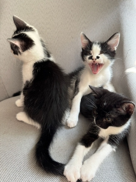 Tuxedo (Smokin) Kedi, Kedi  Süslü fotoğrafı