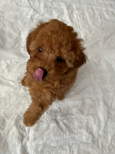Poodle (Minyatür Kaniş), Köpek  Tarçın fotoğrafı
