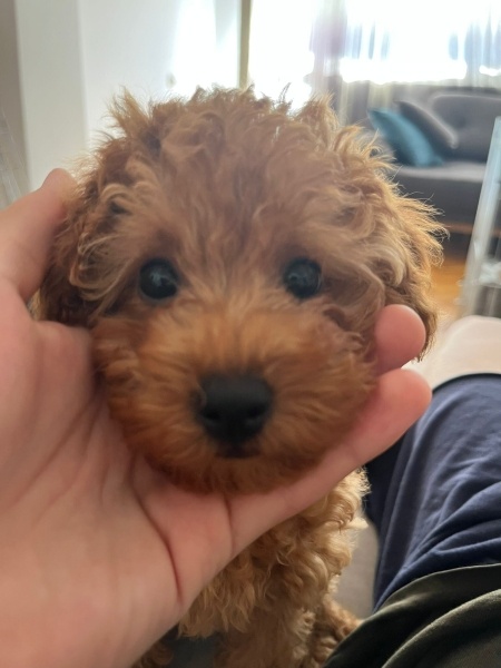 Poodle (Minyatür Kaniş), Köpek  Tarçın fotoğrafı