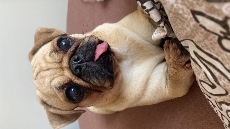 Pug, Köpek  Balım fotoğrafı