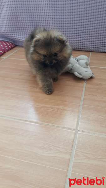Pomeranyalı, Köpek  PEPSİ  fotoğrafı