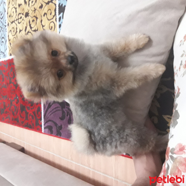 Pomeranyalı, Köpek  PEPSİ  fotoğrafı