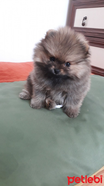 Pomeranyalı, Köpek  PEPSİ  fotoğrafı