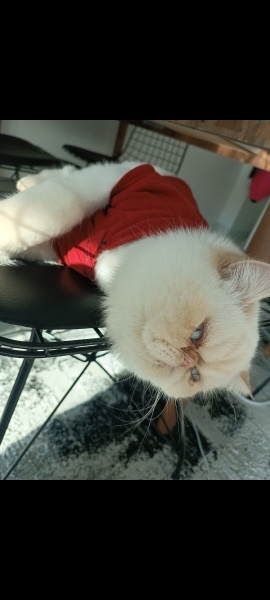 İran Kedisi (Persian), Kedi  Elsa fotoğrafı