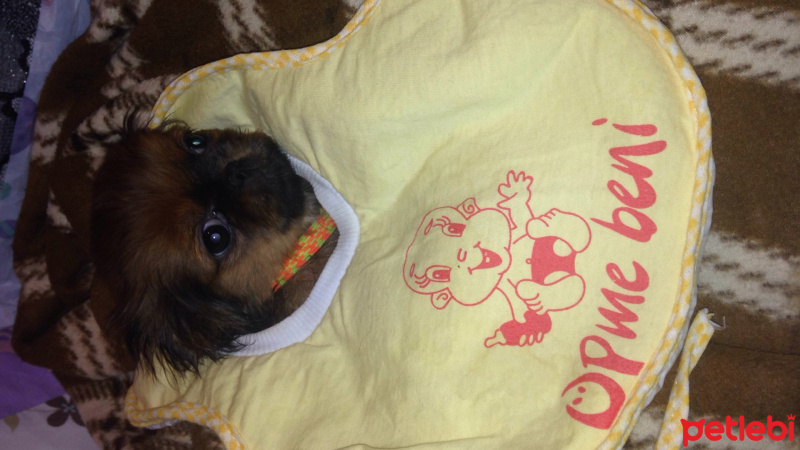 Pekingese, Köpek  Duffy fotoğrafı