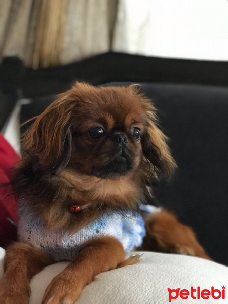 Pekingese, Köpek  Duffy fotoğrafı