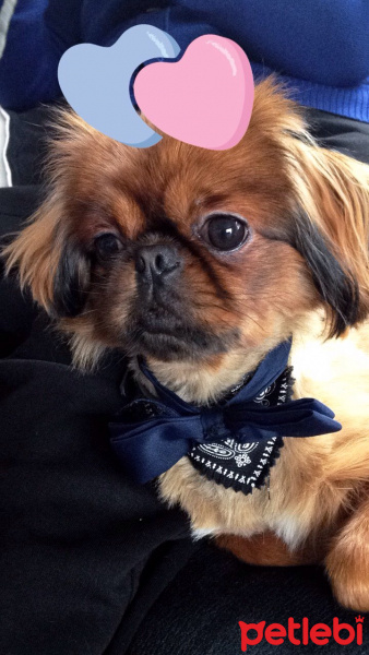 Pekingese, Köpek  Duffy fotoğrafı