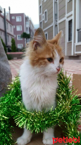 Tekir Kedi, Kedi  şukufe fotoğrafı
