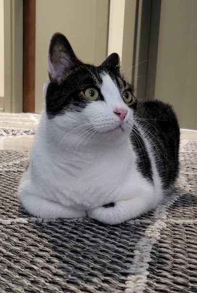 Tekir Kedi, Kedi  Bonnie fotoğrafı