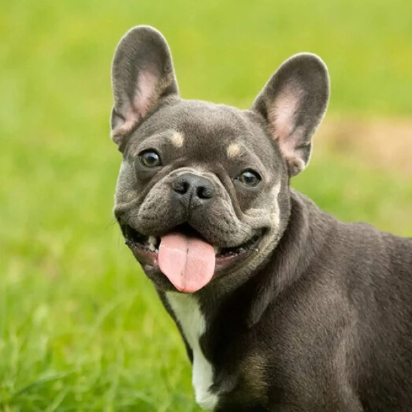 Fransız Bulldog, Köpek  Yoda fotoğrafı
