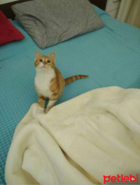 Tekir Kedi, Kedi  Shera fotoğrafı