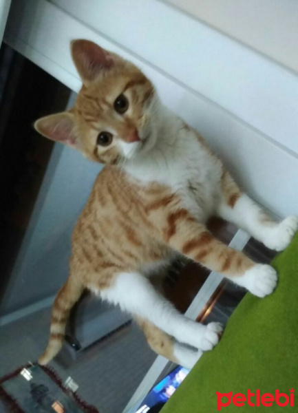 Tekir Kedi, Kedi  Shera fotoğrafı
