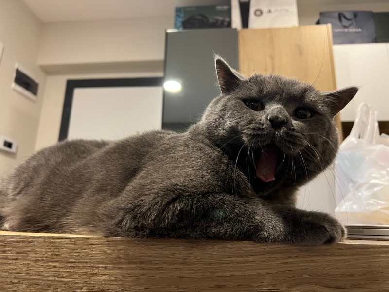British Shorthair, Kedi  Sushi fotoğrafı