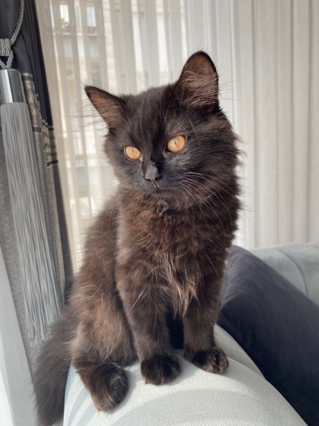 British Longhair, Kedi  Pati fotoğrafı