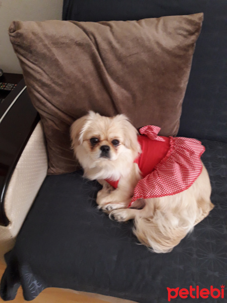 Pekingese, Köpek  paşa fotoğrafı
