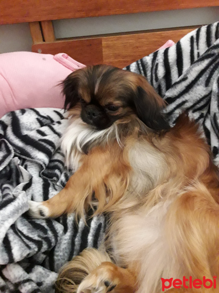 Pekingese, Köpek  paşa fotoğrafı