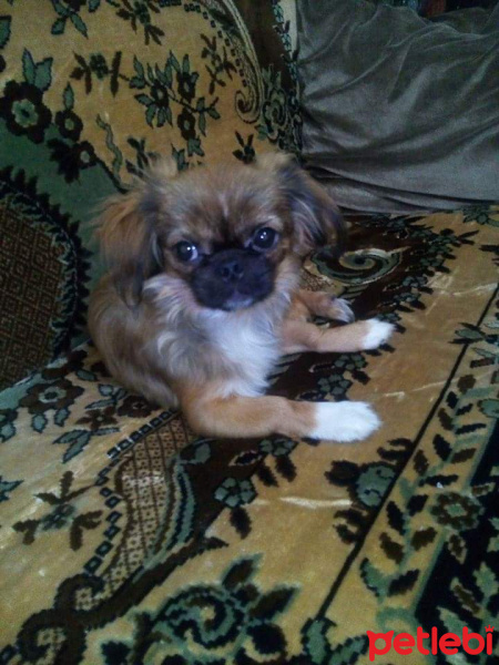 Pekingese, Köpek  paşa fotoğrafı