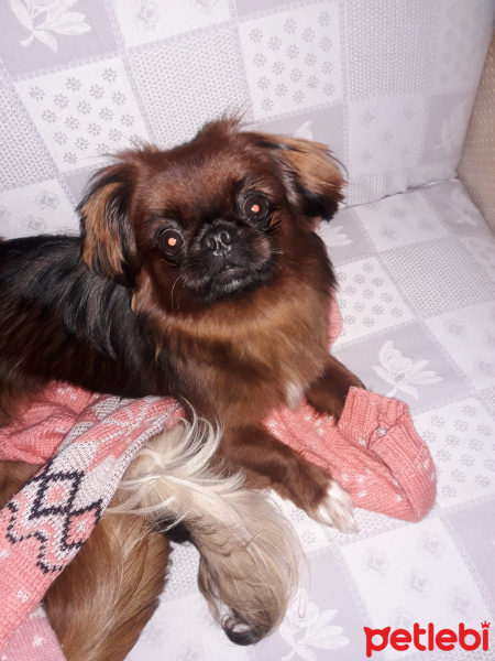 Pekingese, Köpek  paşa fotoğrafı