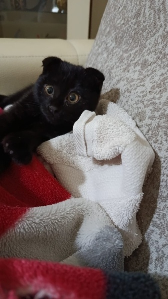 Scottish Fold, Kedi  Minik fotoğrafı