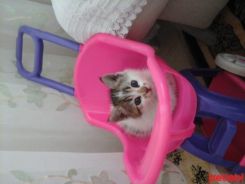 Tekir Kedi, Kedi  Pırtık fotoğrafı
