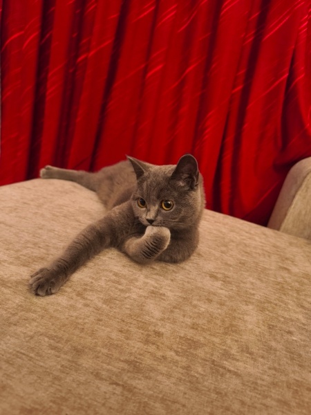 British Shorthair, Kedi  Maya fotoğrafı