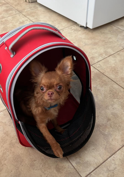 Chihuahua, Köpek  Tebby fotoğrafı
