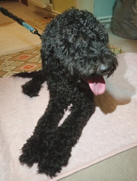 Poodle(Standart Kaniş), Köpek  Black banda fotoğrafı