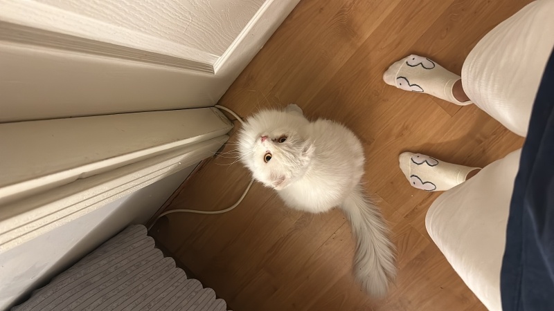 Scottish Fold, Kedi  bihter fotoğrafı