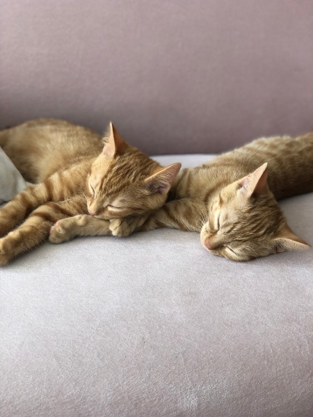 Sarman, Kedi  Aslan ve Sarı kardeşler fotoğrafı