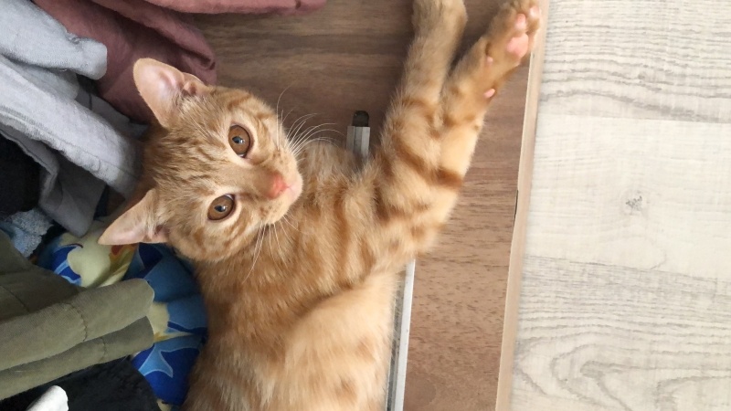 Sarman, Kedi  Aslan ve Sarı kardeşler fotoğrafı