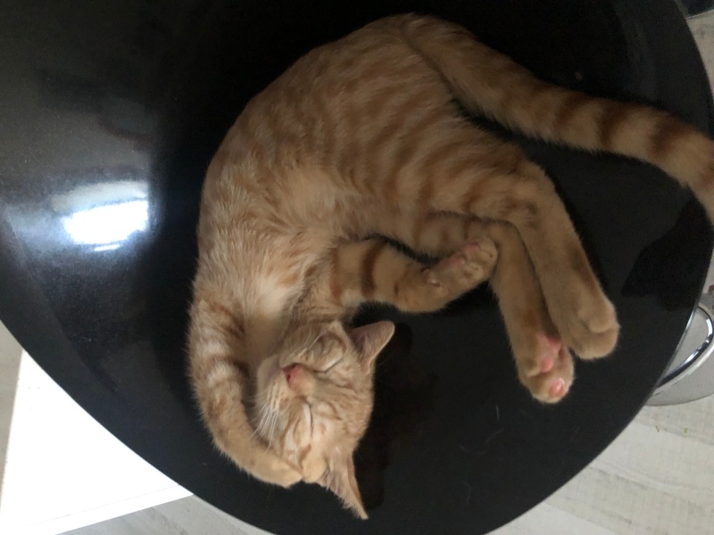 Sarman, Kedi  Aslan ve Sarı kardeşler fotoğrafı