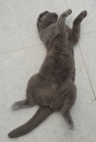 Scottish Fold, Kedi  Maylo fotoğrafı