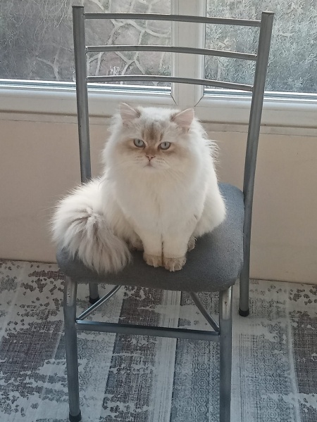 British Longhair, Kedi  Berlin fotoğrafı