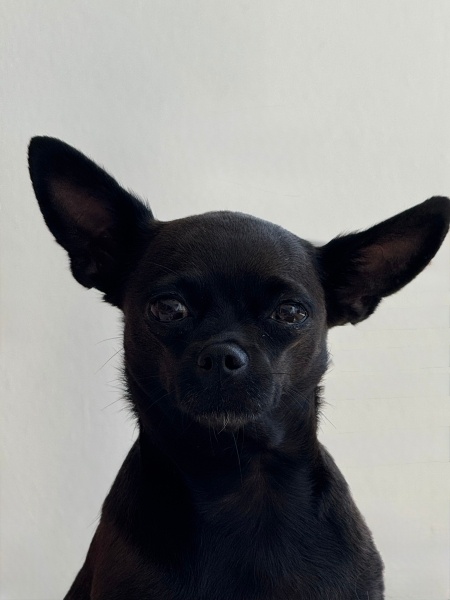 Chihuahua, Köpek  Şila fotoğrafı