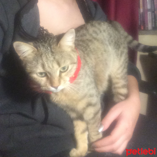 Tekir Kedi, Kedi  Isabella fotoğrafı