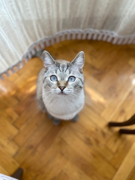 British Shorthair, Kedi  Gofret fotoğrafı