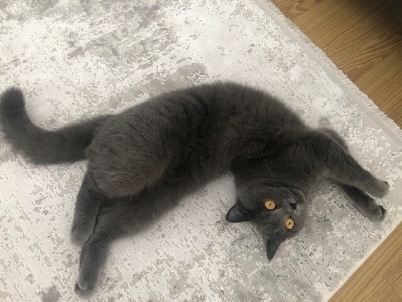 British Shorthair, Kedi  Mori fotoğrafı
