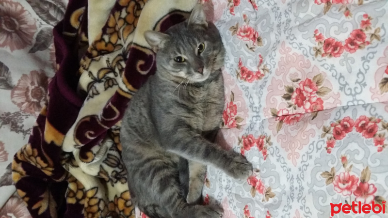 Mavi Rus, Kedi  Kesh :) fotoğrafı